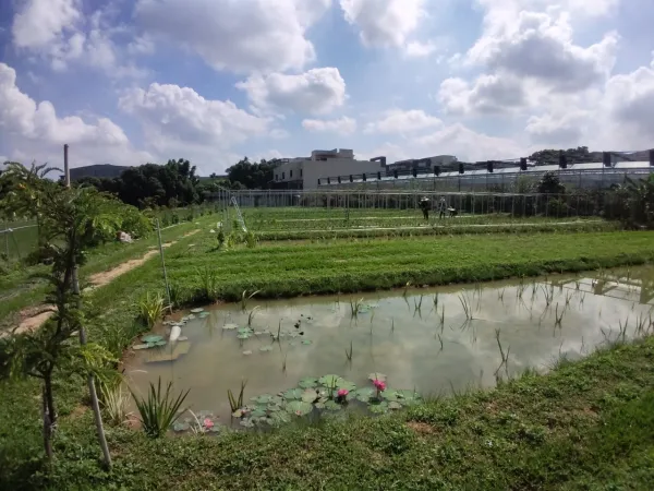 生態池｜水池造景