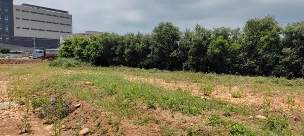 新建廠區周邊樹木矮化，雜草割除，樹枝葉清運