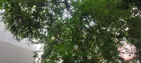 颱風後危險樹木緊急鋸除