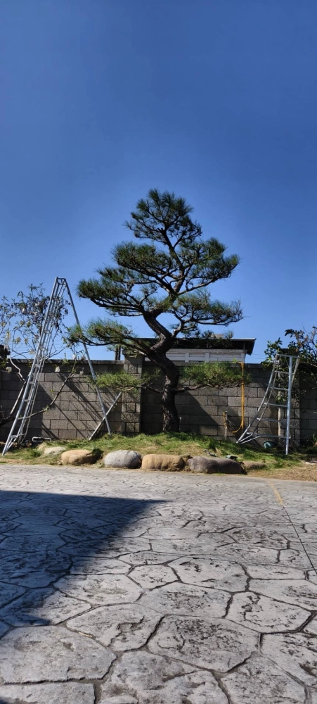 高單價樹木修剪改變造型