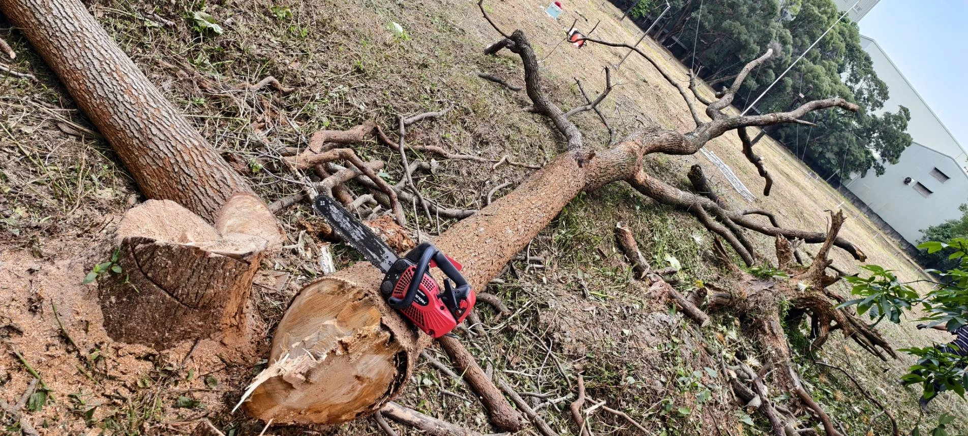 危險樹木鋸除