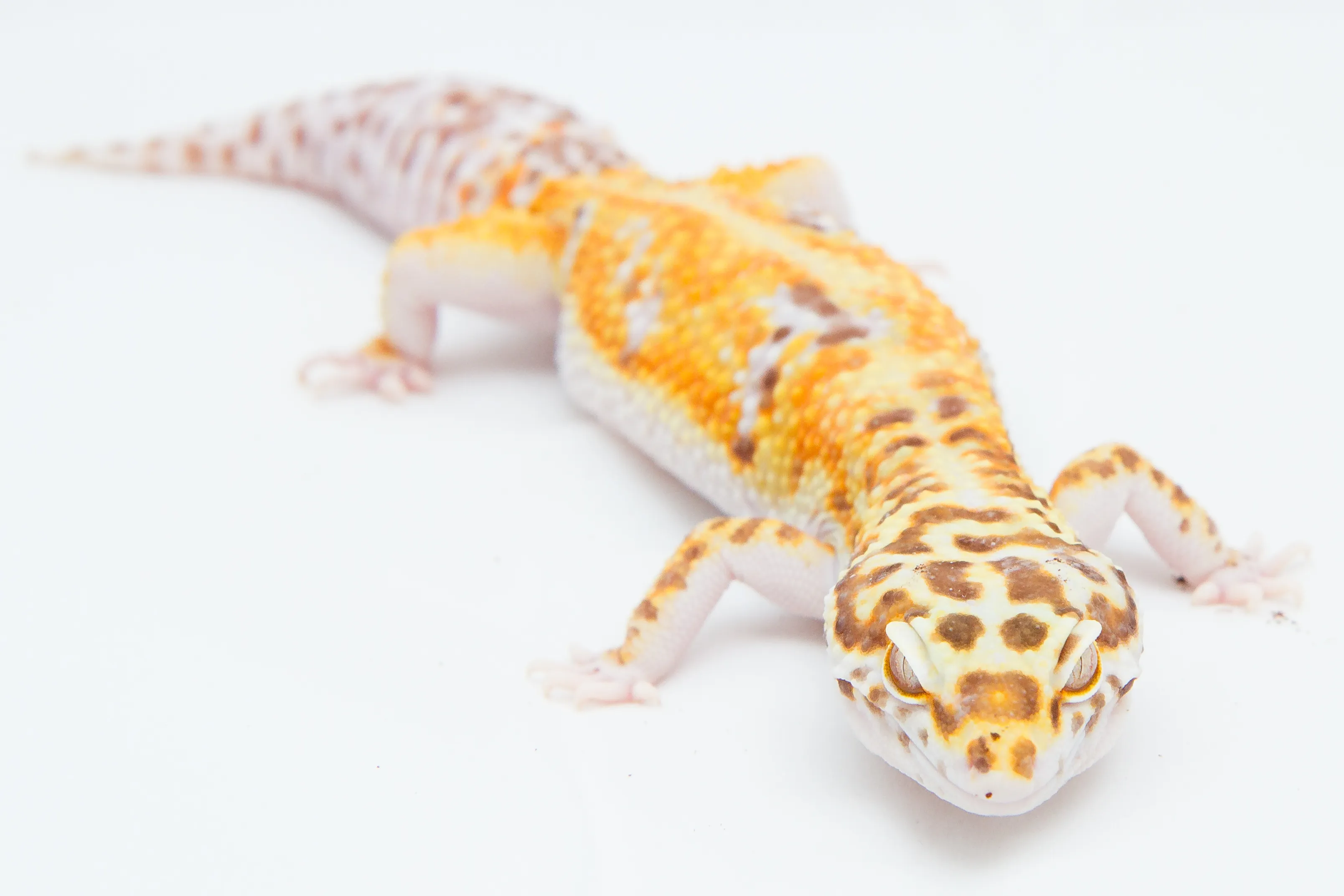 ヤモリ輸送の安全保障について