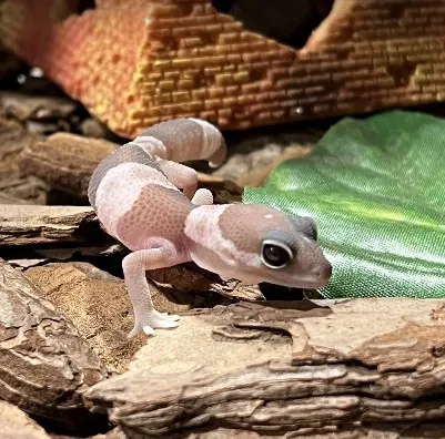 台湾からヤモリを輸出する方法：国際バイヤー向け実用ガイド