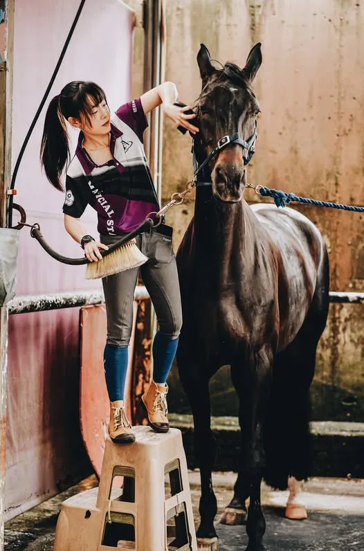 陳教練有一匹高大的馬：Eloquent｜馬術教練推薦｜馬術老師推薦