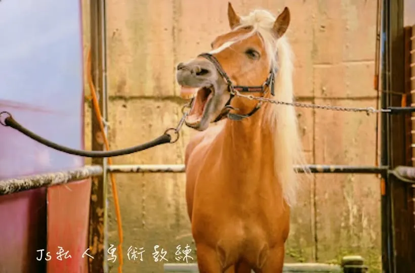 陳教練下禮拜要和這匹「可愛」的小公馬下台中比賽囉｜馬術培訓｜馬術教練推薦