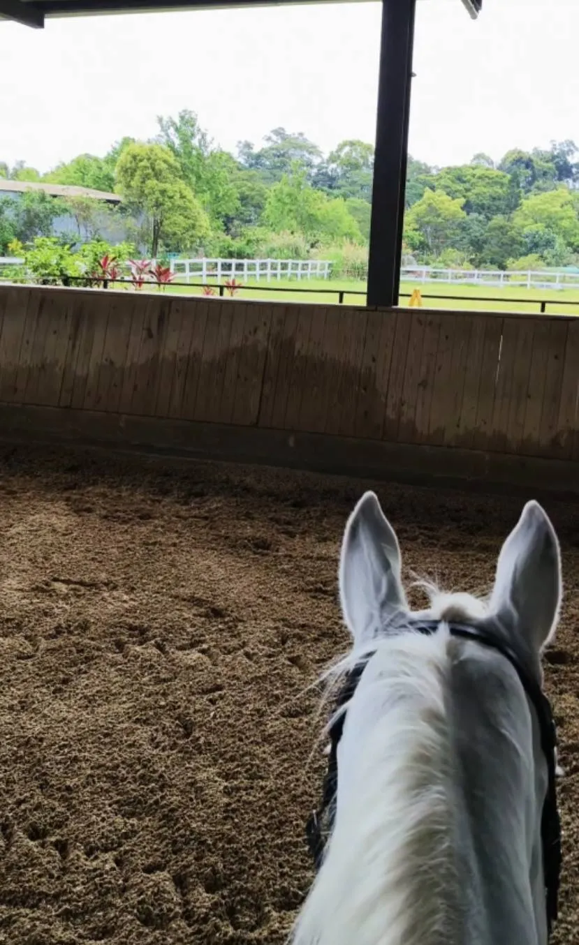 重整步伐協同JS 的專屬教學馬Dunja展開全新的馬術生涯｜馬匹租賃｜學騎馬｜馬術課程｜台北馬術課程推薦｜台北馬術課程