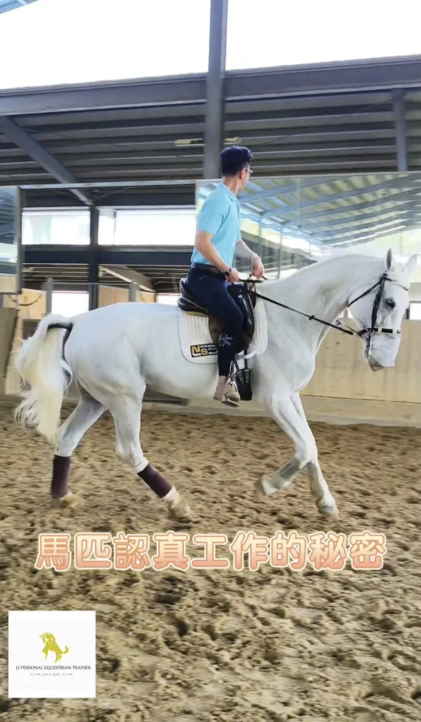 馬匹認真工作的秘密｜馬術課程｜馬術體驗｜台北學騎馬｜台北學騎馬推薦
