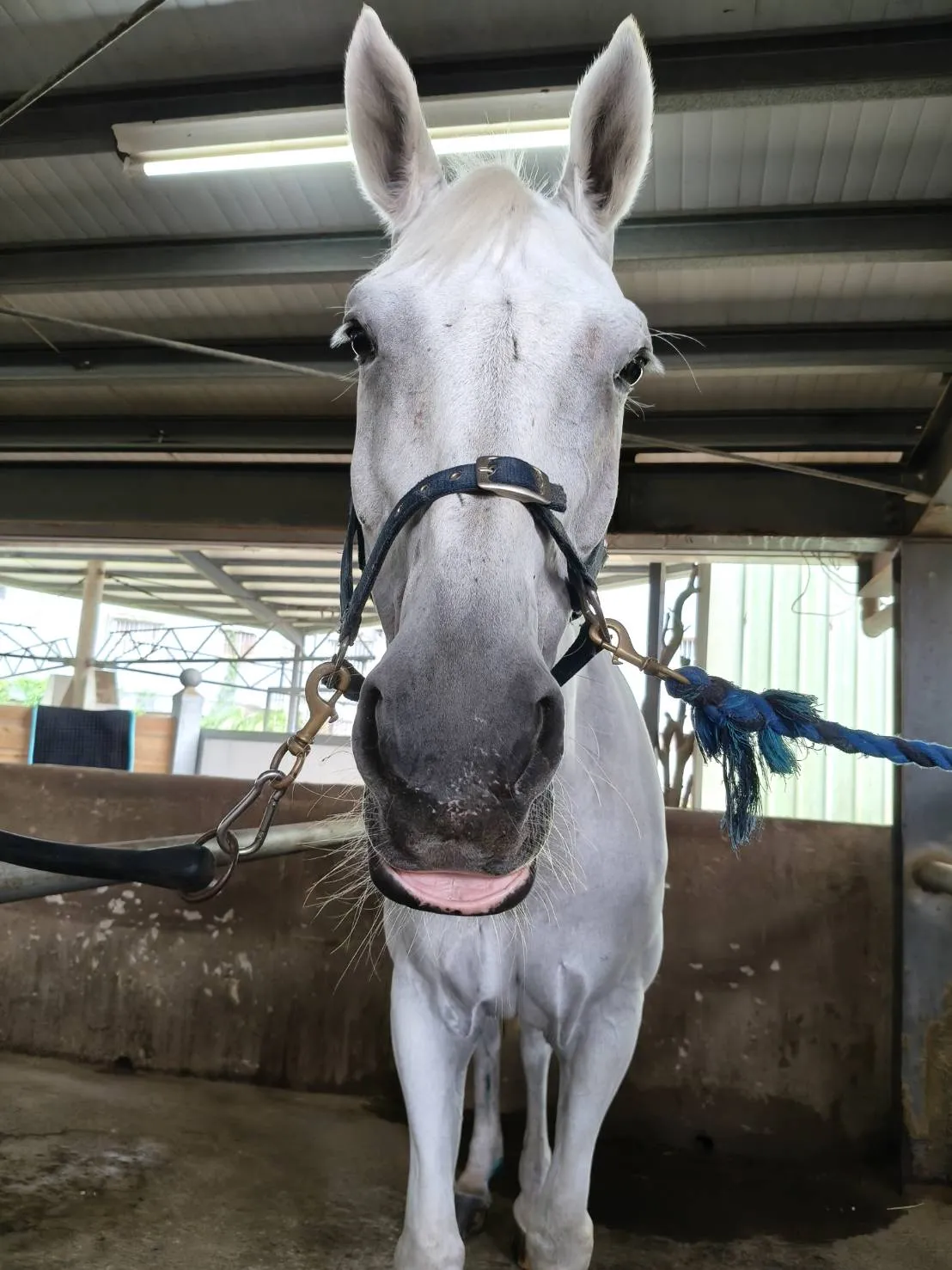 學騎馬前馬兒最想讓你知道的5件事學騎馬｜台北學騎馬｜學騎馬費用｜馬術課程｜騎馬課程｜騎馬體驗