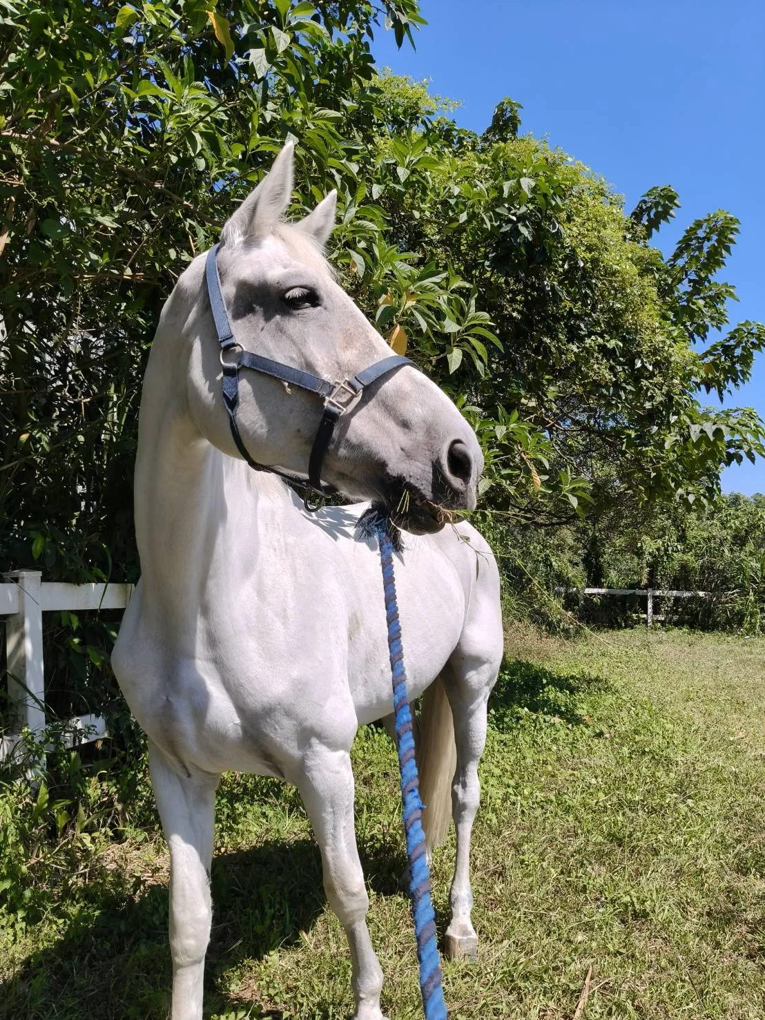 J.S.推出專屬教學馬Dunja｜馬術課程｜台北馬術教學｜學騎馬｜台北學騎馬｜學騎馬費用｜學馬術費用