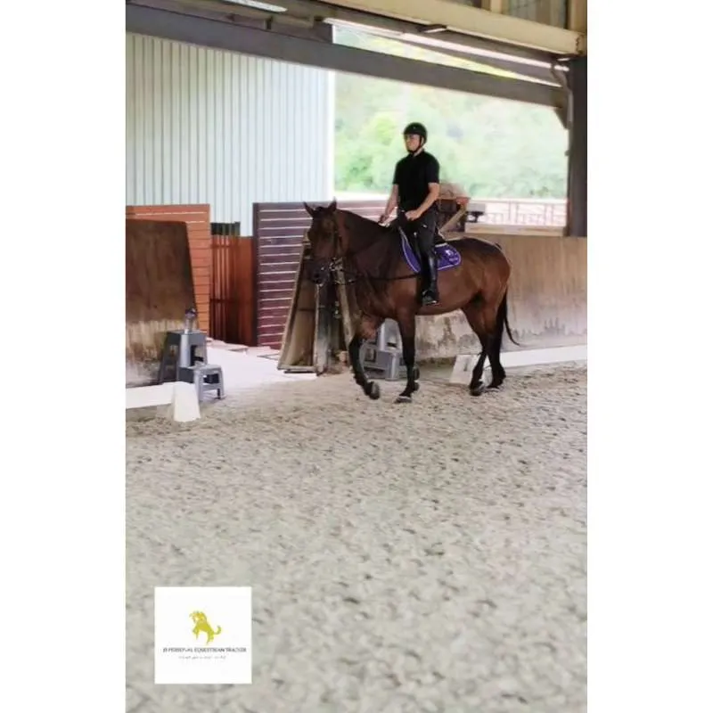 當從調馬鎖課程到自由騎乘時，學生第一個要學習的就是？台北學騎馬｜騎馬體驗｜馬術課程｜台北馬術課程｜台北馬場