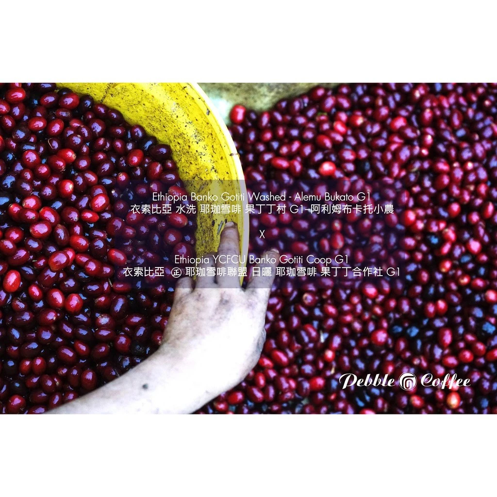 2025台北線上咖啡展【最經典水洗耶加非常好喝·2025全新產季】水洗 耶珈雪啡 果丁丁處理廠G1 淺焙｜KJ。咖啡場所