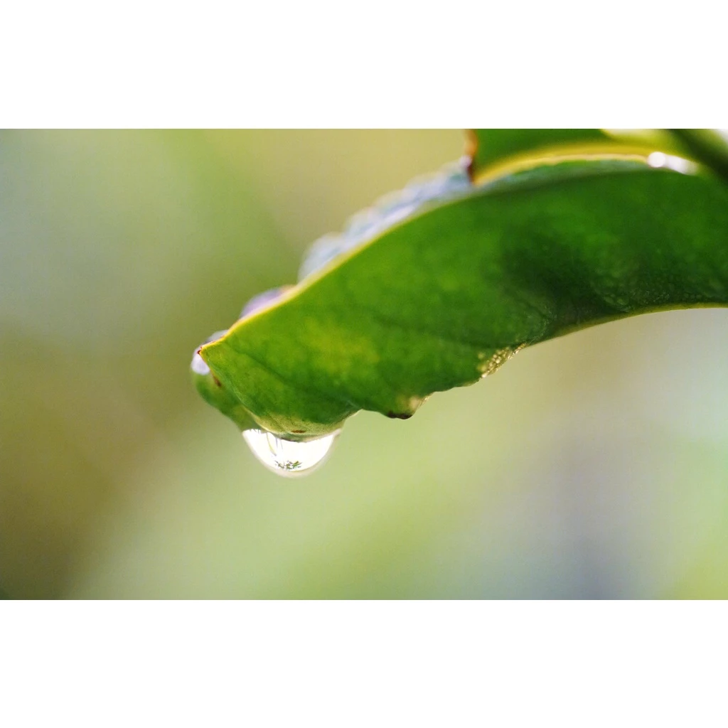 ［特惠商品］BOP 2019冠亞軍得主莊園。巴拿馬 波魁特 達馬俐莊園《皇家藝伎》帝國批次 日曬處理｜KJ。咖啡場所