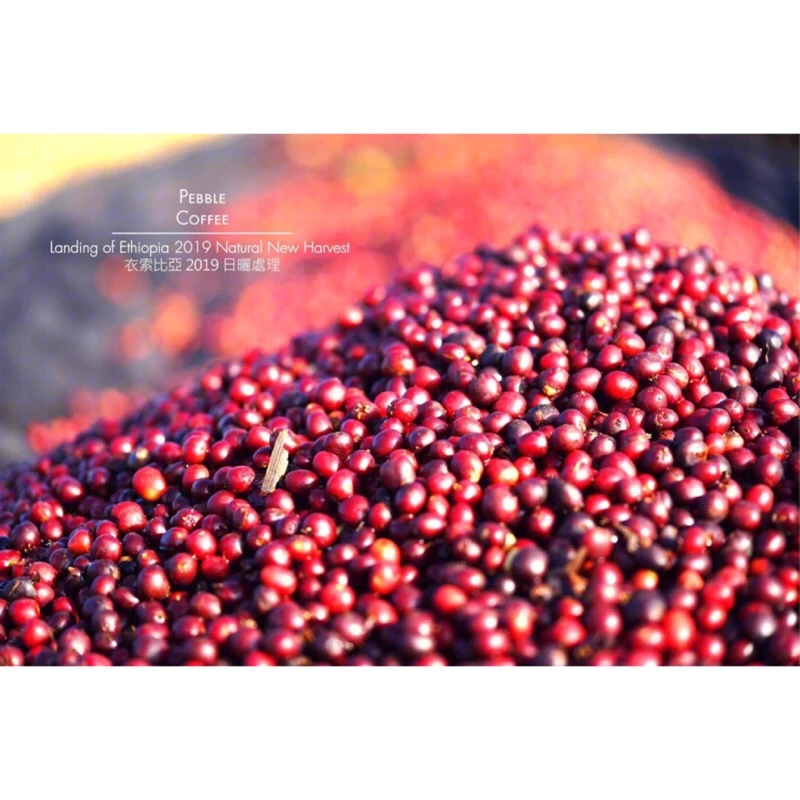 2025台北線上咖啡展【最經典水洗耶加非常好喝·2025全新產季】水洗 耶珈雪啡 果丁丁處理廠G1 淺焙｜KJ。咖啡場所