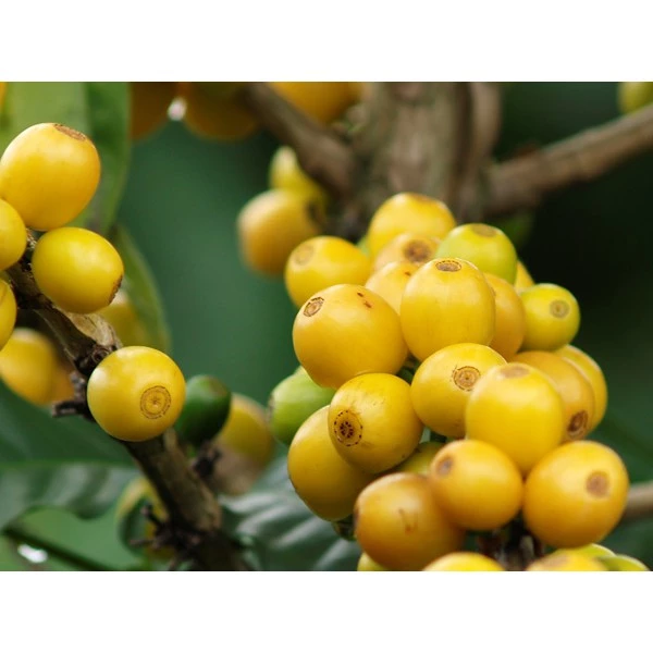 2025台北線上咖啡展～巴西 聖塔茵莊園 黃波旁【日曬】【卓越盃冠軍莊園】中焙｜KJ。咖啡場所