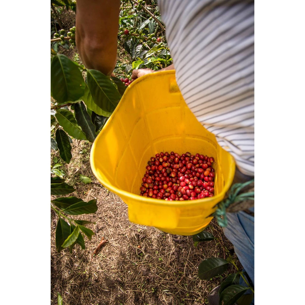 2025台北線上咖啡【一生喝過艷夏花荔·此生無憾】蝦皮銷售冠軍 哥倫比亞 天堂莊園 雙重厭氧【豔夏花荔】|KJ·咖啡場所