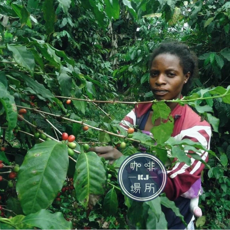 2025台北線上咖啡展【喀麥隆．西非產區】水洗 喀麥隆AFCA No.3《無農藥無化學肥料》淺焙 半磅｜KJ．咖啡場所