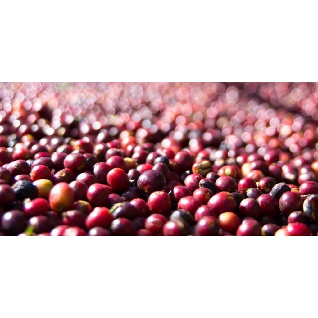 ［特惠商品］BOP 2019冠亞軍得主莊園。巴拿馬 波魁特 達馬俐莊園《皇家藝伎》帝國批次 日曬處理｜KJ。咖啡場所