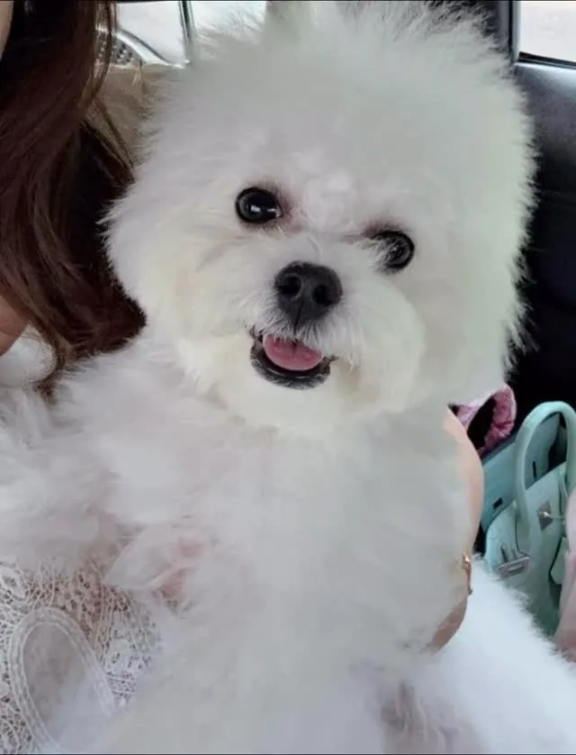 韓式迷你比熊不是一出生就像棉花糖喔！