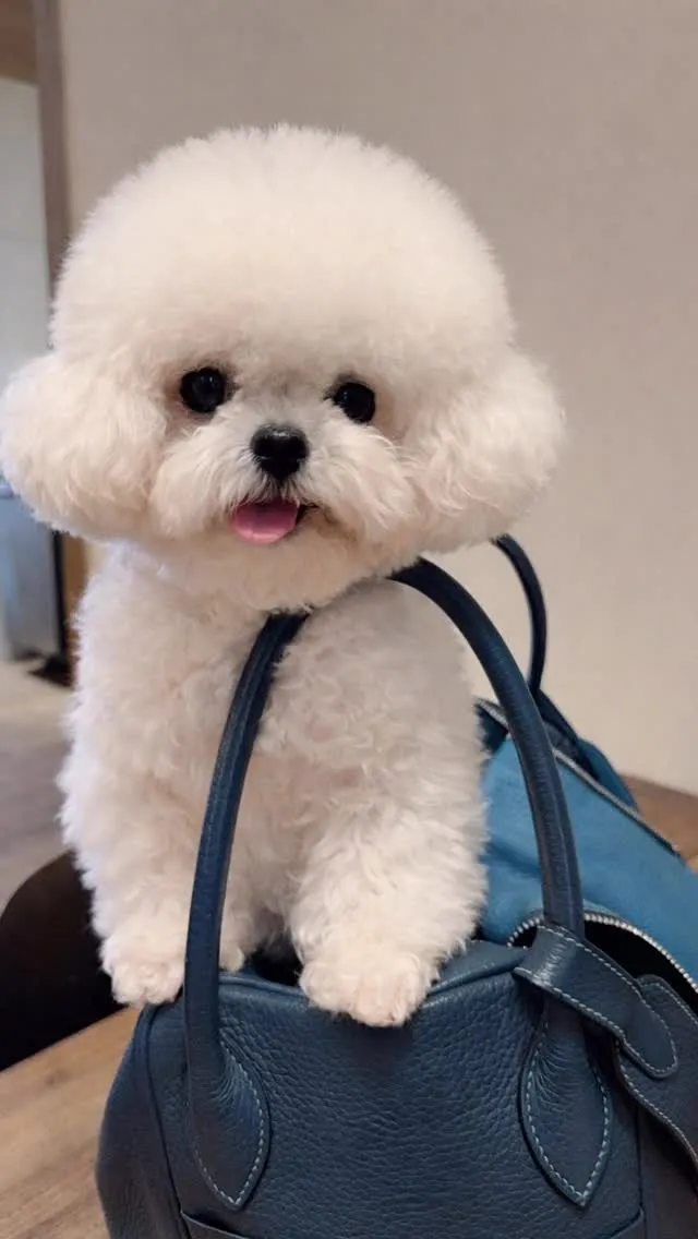 韓國來的超美迷你比熊깡깡(崗崗），在台灣找到真心愛她的媽咪
