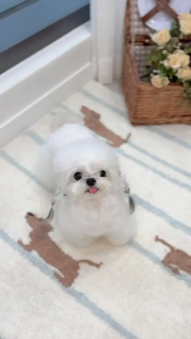 超甜寶貝降落❤️
