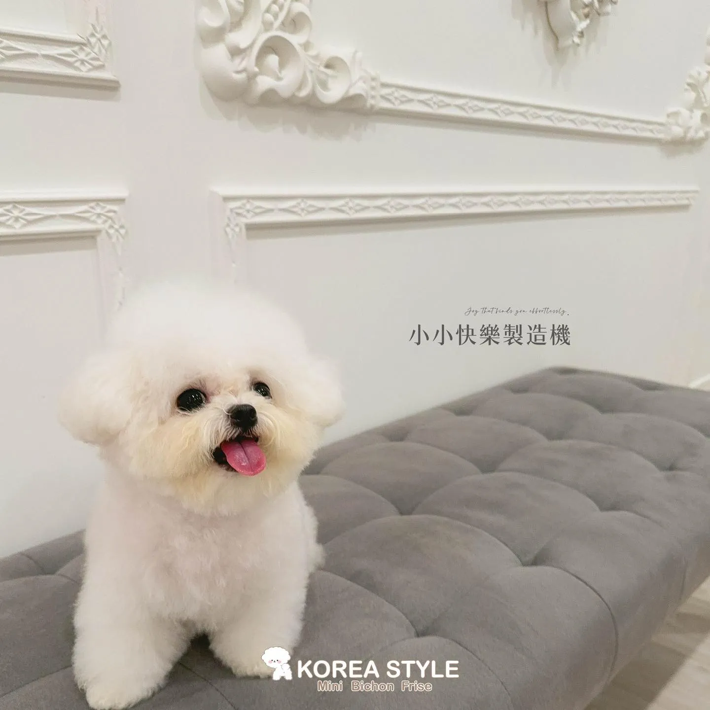 迷你比熊