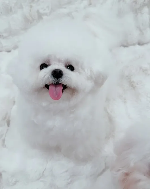 玩具比熊
