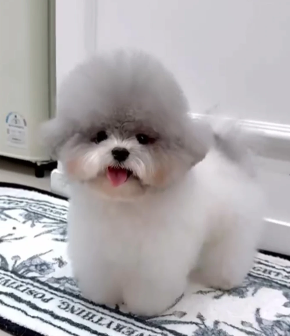 茶杯犬