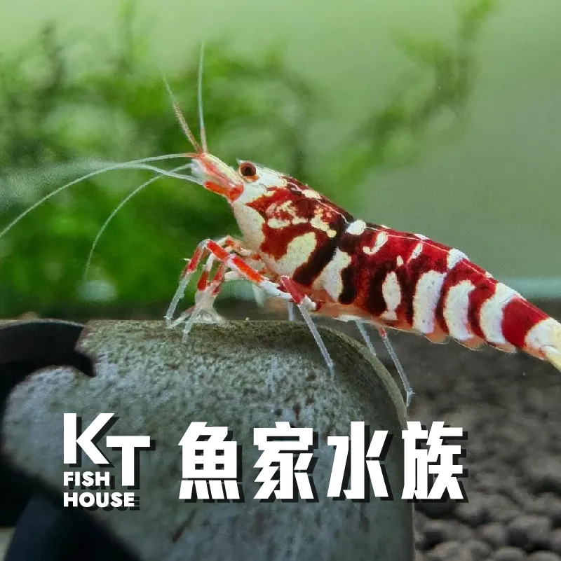 米蝦好養嗎？新手養觀賞蝦前必懂的環境、餵食與混養技巧