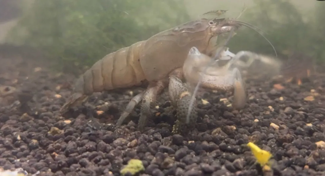 非洲巨人網球蝦