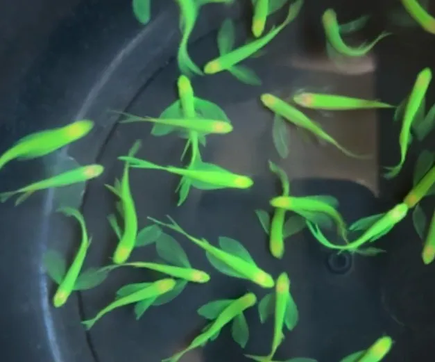 大凡深綠仙子3-4cm