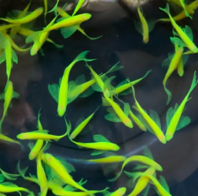 大凡淺綠仙子3-4cm