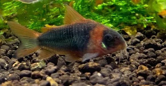 尼格羅青鼠 3.5-4cm