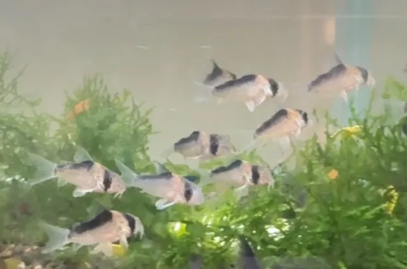 黑金紅頭鼠 2.5-3cm 