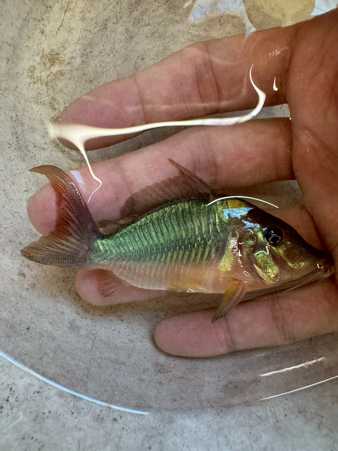 長吻巨無霸 8-10cm