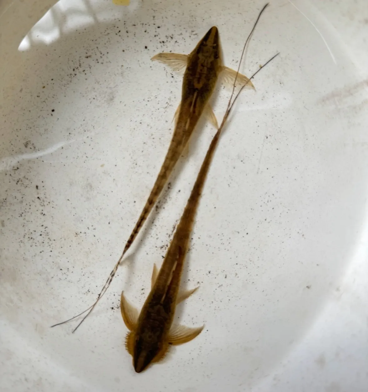 皇冠直升機 10-12cm