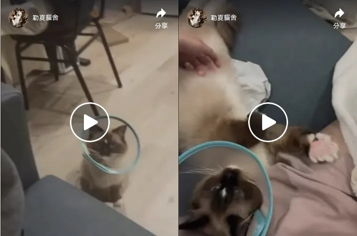 家長回傳分享｜重點色布偶弟弟