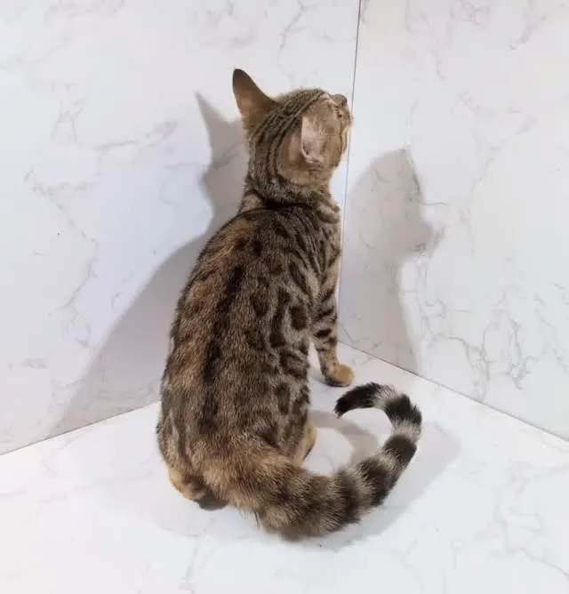 拍個豹貓，金漸層來亂入