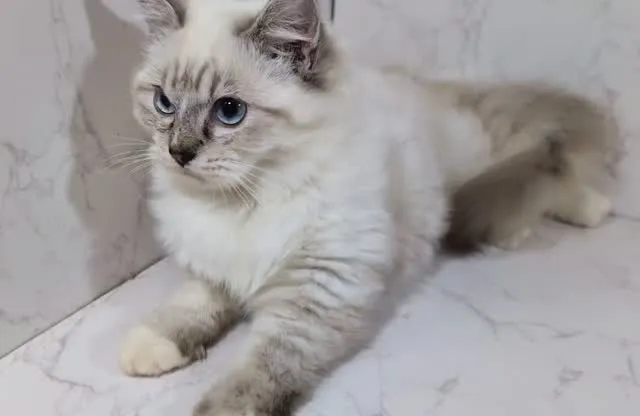 拍照配合度滿分的小布偶