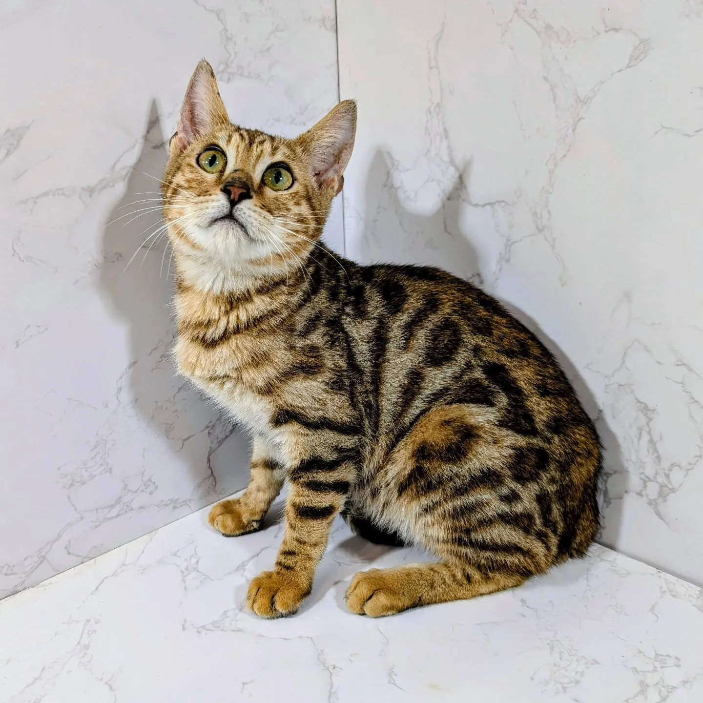 修長健美帥氣的豹貓