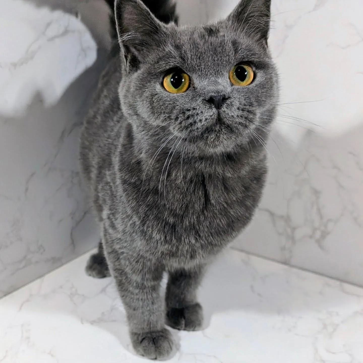 純藍英短王子，超會呼嚕