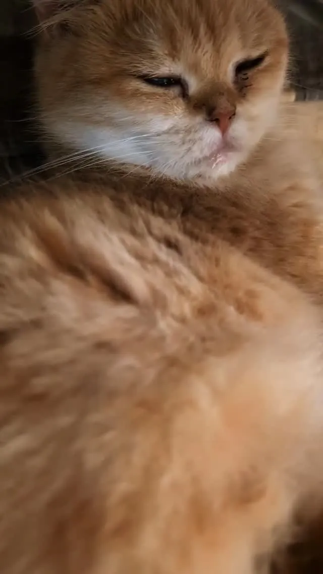 辛苦的貓媽媽，一邊愛睏一邊餵奶