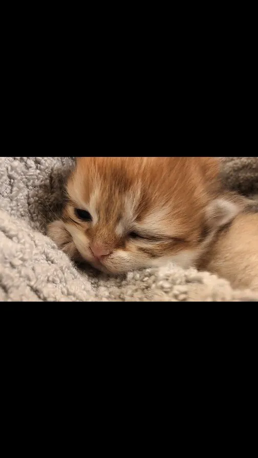 小小萌萌金漸層