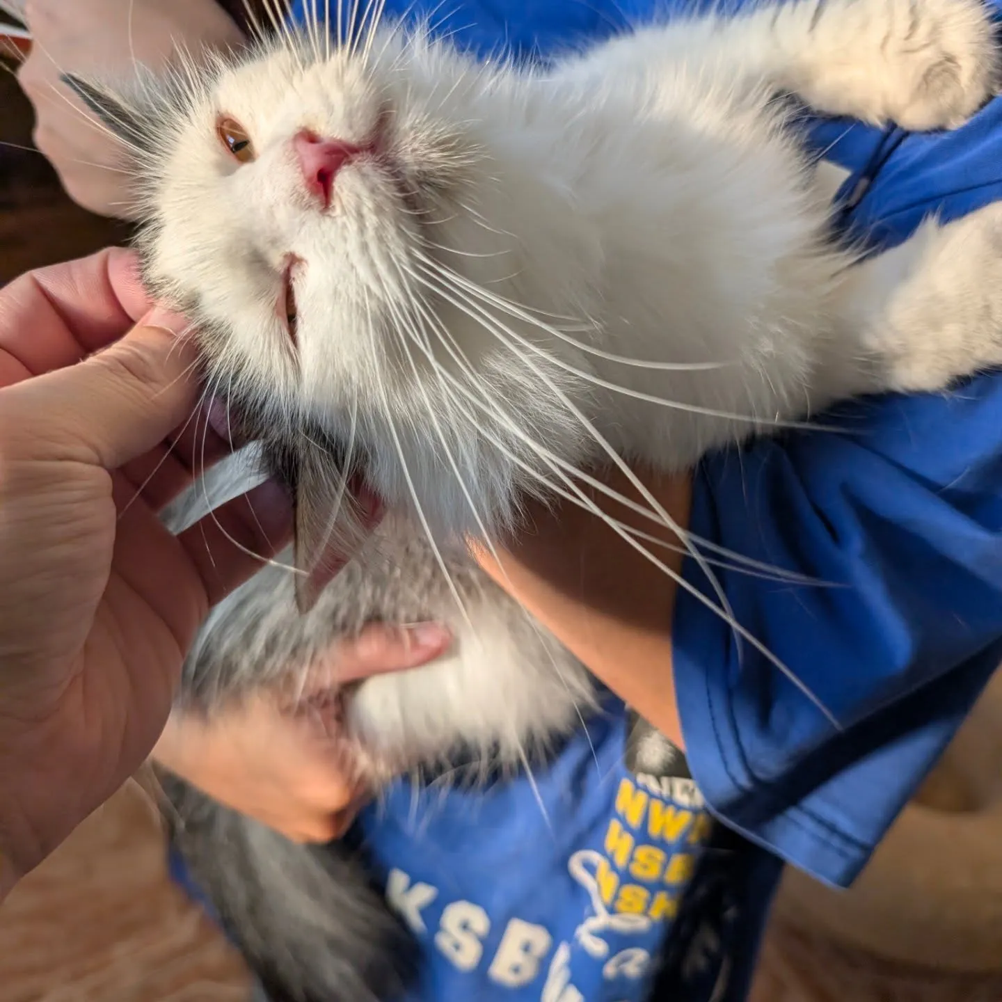 挪威妹妹今天被新家長帶回家了