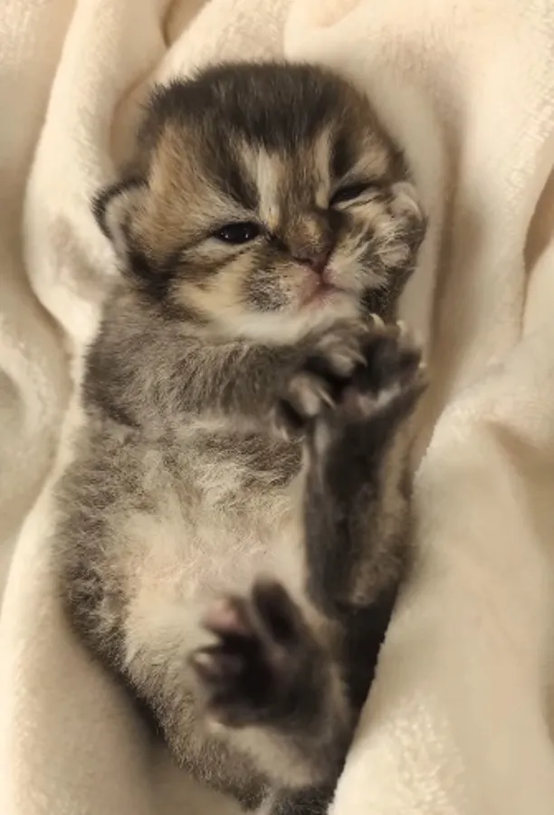 可愛的黑金英長妹妹搶先看