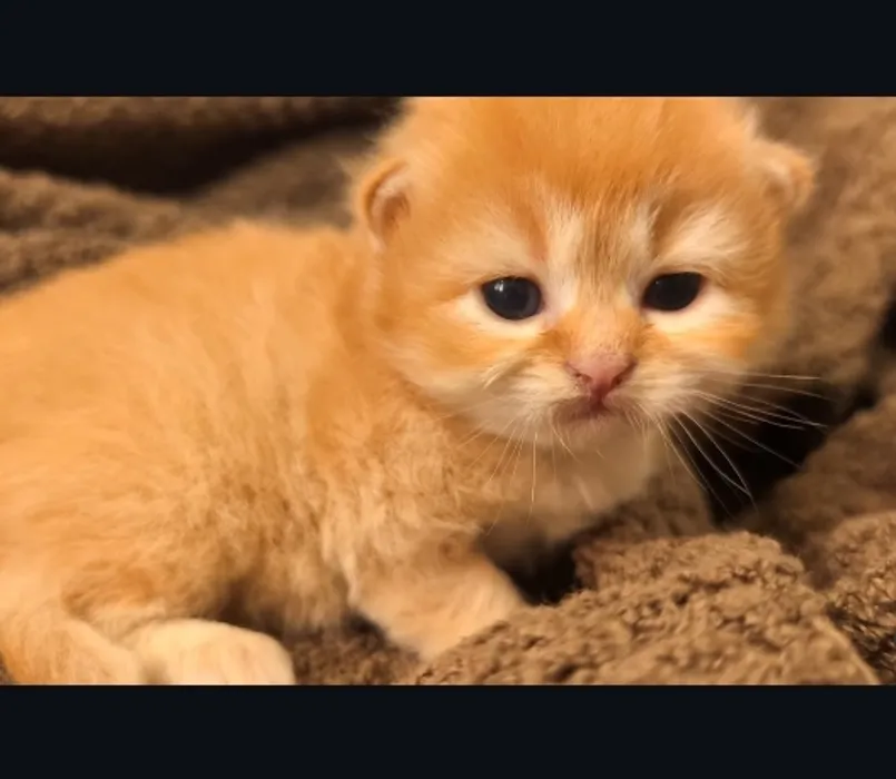 週五中午啦 來看一下甜度爆表的奶茶英長，準備迎接週末