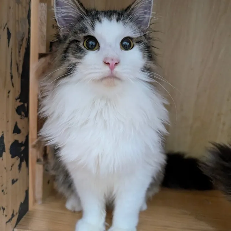 胖嘟嘟的挪威，男生