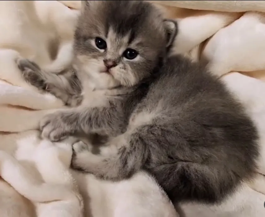 自得其樂的小萌貓