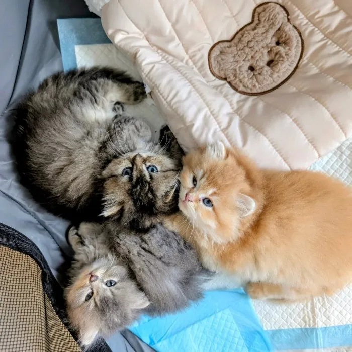 小萌貓第一次外宿，玩累吃飽，窩一起準備睡覺