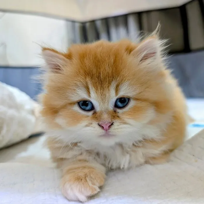 英長三萌近日照