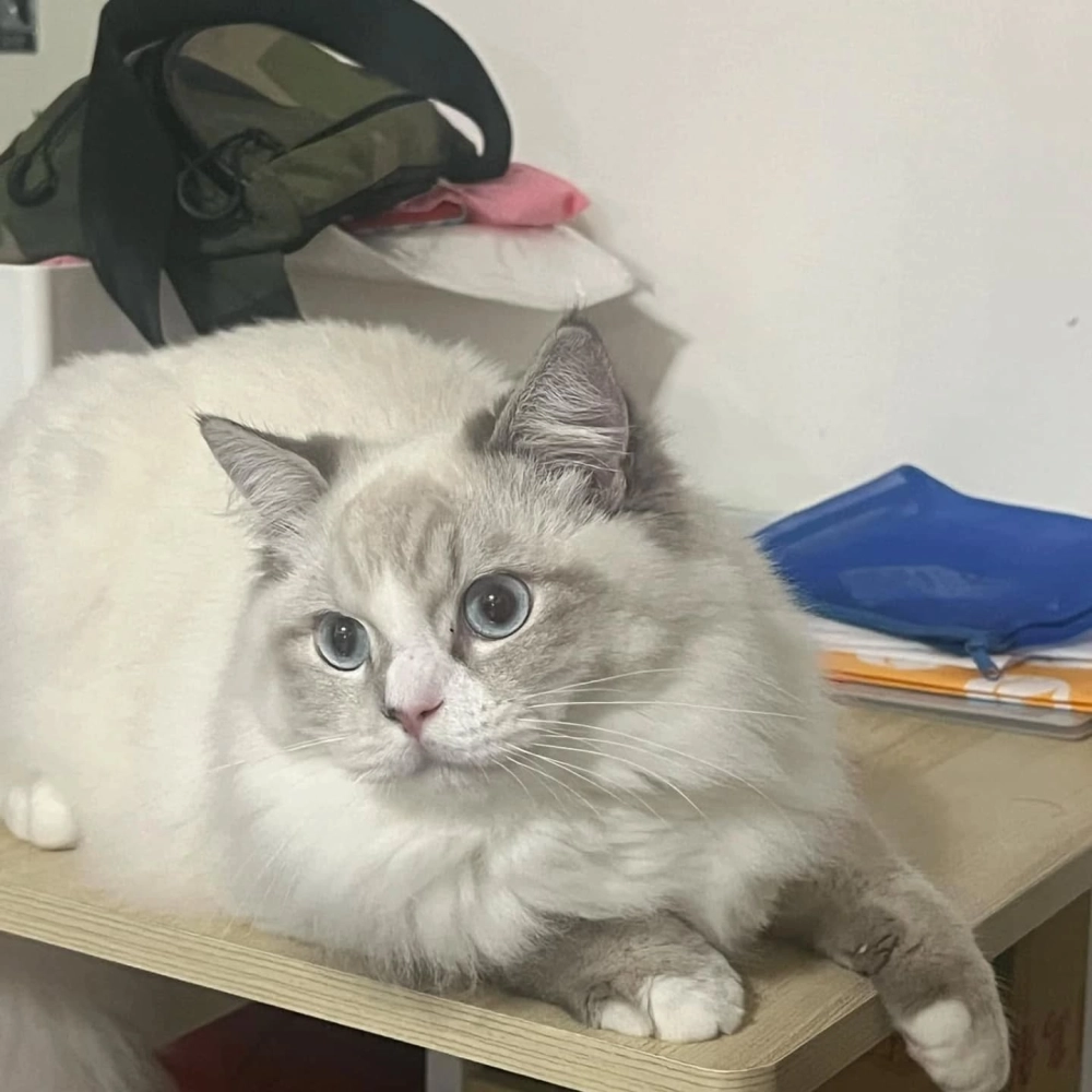 起司